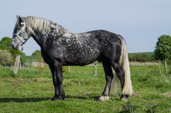 Arvakyr mit 5 Jahren Arvakyr mit 5 Jahren