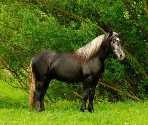 Arvakyr mit 2 Jahren Arvakyr mit 2 Jahren