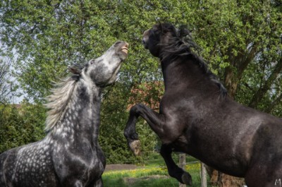 Männerfreundschaft zwischen Hengst und Wallach Männerfreundschaft zwischen Hengst und Wallach