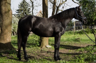 klare Beine und super Hufe klare Beine und super Hufe